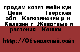 продам котят мейн-кун › Цена ­ 5 000 - Тверская обл., Калязинский р-н, Калязин г. Животные и растения » Кошки   